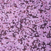 桜の絨毯