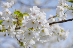 桜２