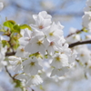 桜２