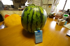 デカさ比べ