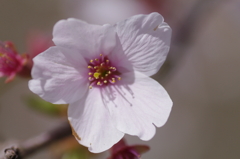 桜４