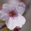 桜４