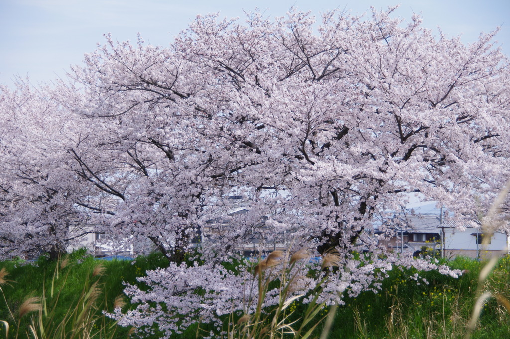 桜３