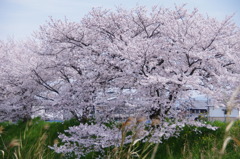 桜３