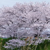 桜３