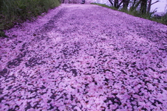 桜の花道