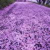 桜の花道