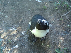 Pengin