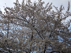 P1000245