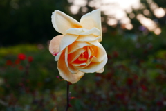 花撮り2