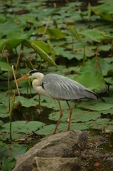 蓮池のアオサギ