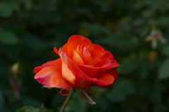花撮り1