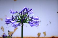 通勤途中で見かけた花
