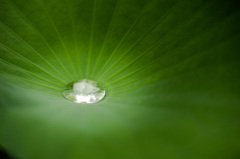 雫