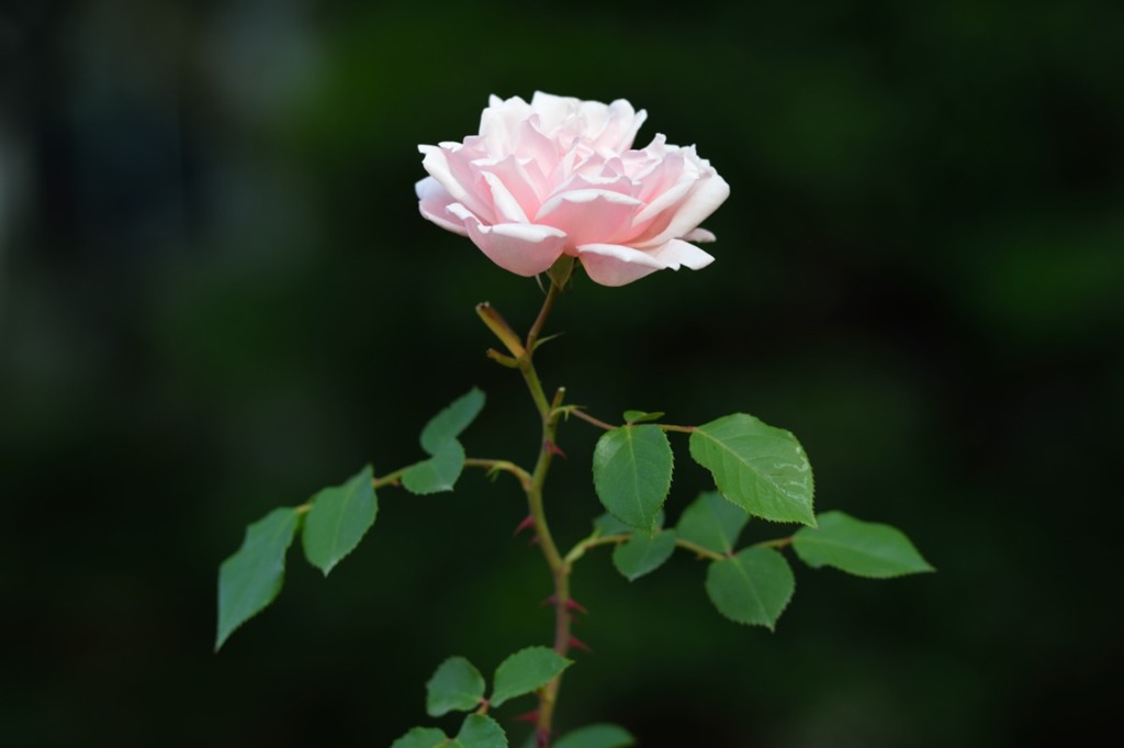 薔薇