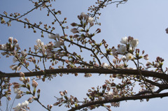 空と蕾