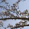 空と蕾