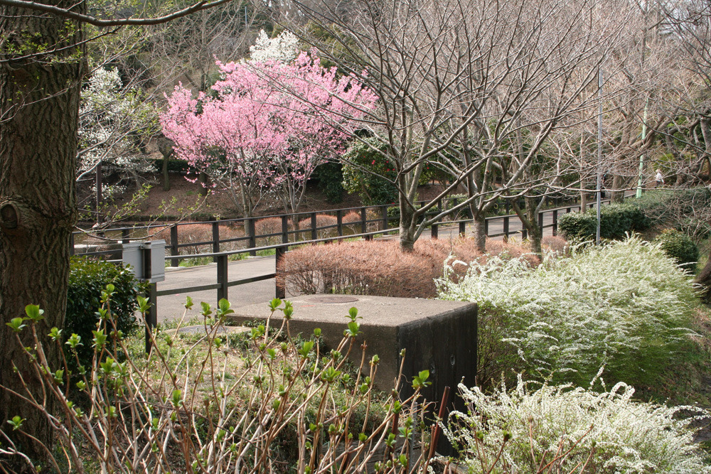 桜と橋と花々