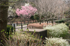 桜と橋と花々
