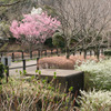 桜と橋と花々