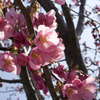 懲りずにさくら
