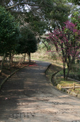 落椿の坂