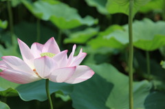 開花
