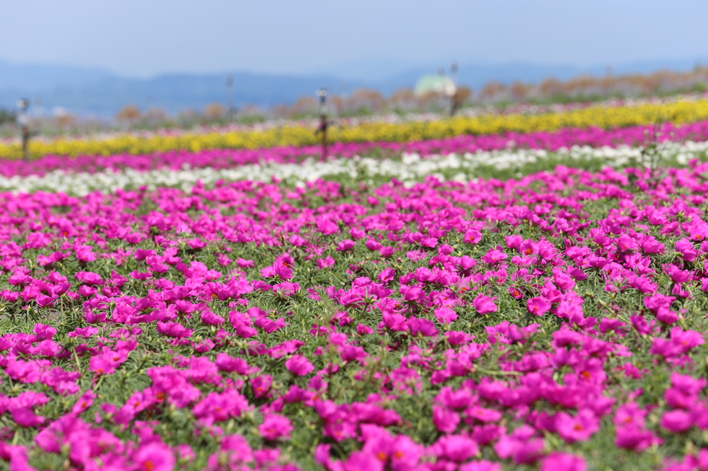 花の絨毯