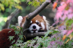 べー