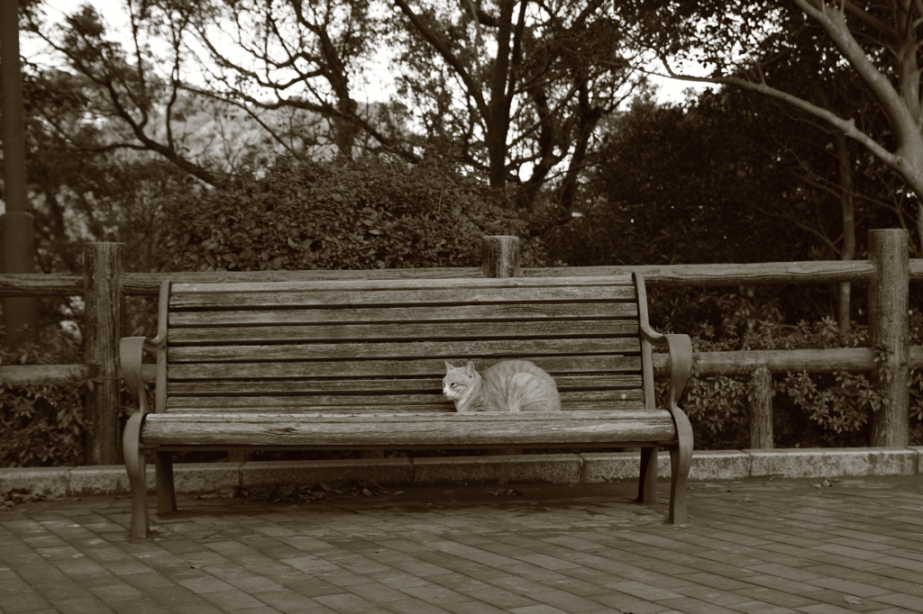 猫とベンチ