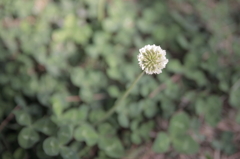 clover