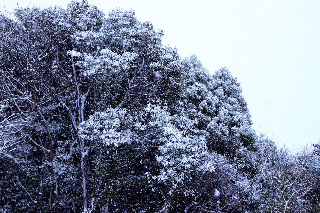 南国に降る雪