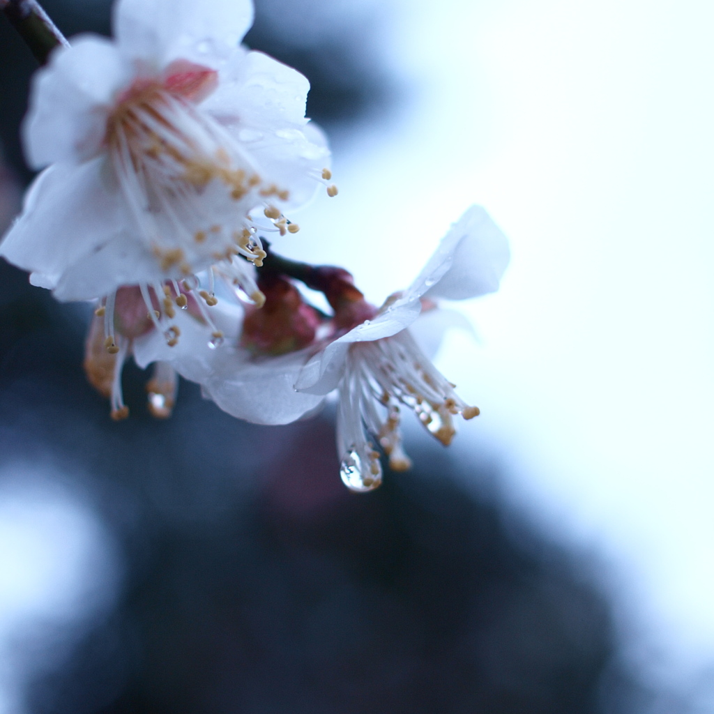 梅