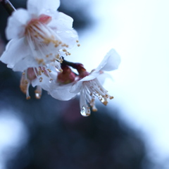 梅
