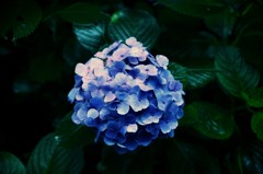 ajisai