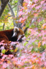 紅葉の中で
