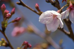 花見