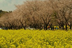 spring　color
