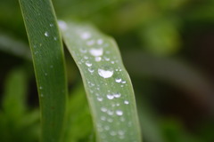 雫
