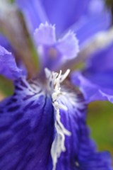 blueflower