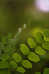 木陰
