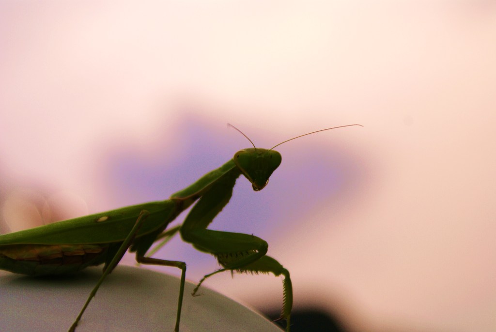 カマキリかっきりコレっきり