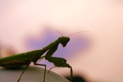 カマキリかっきりコレっきり