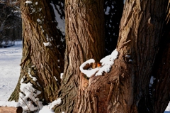 _DSC3954A