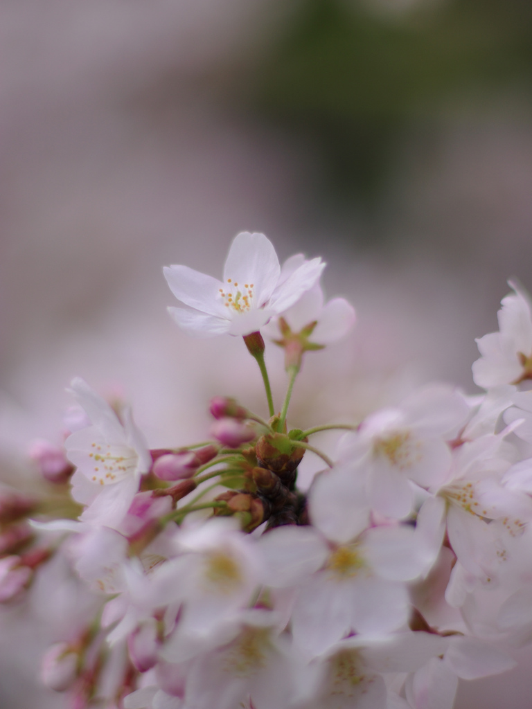 日本人の愛する花３