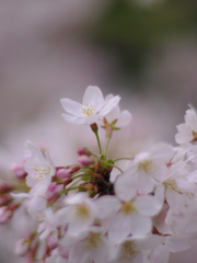 日本人の愛する花３