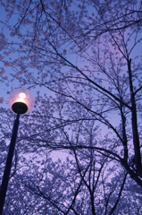 夕焼け雲と桜