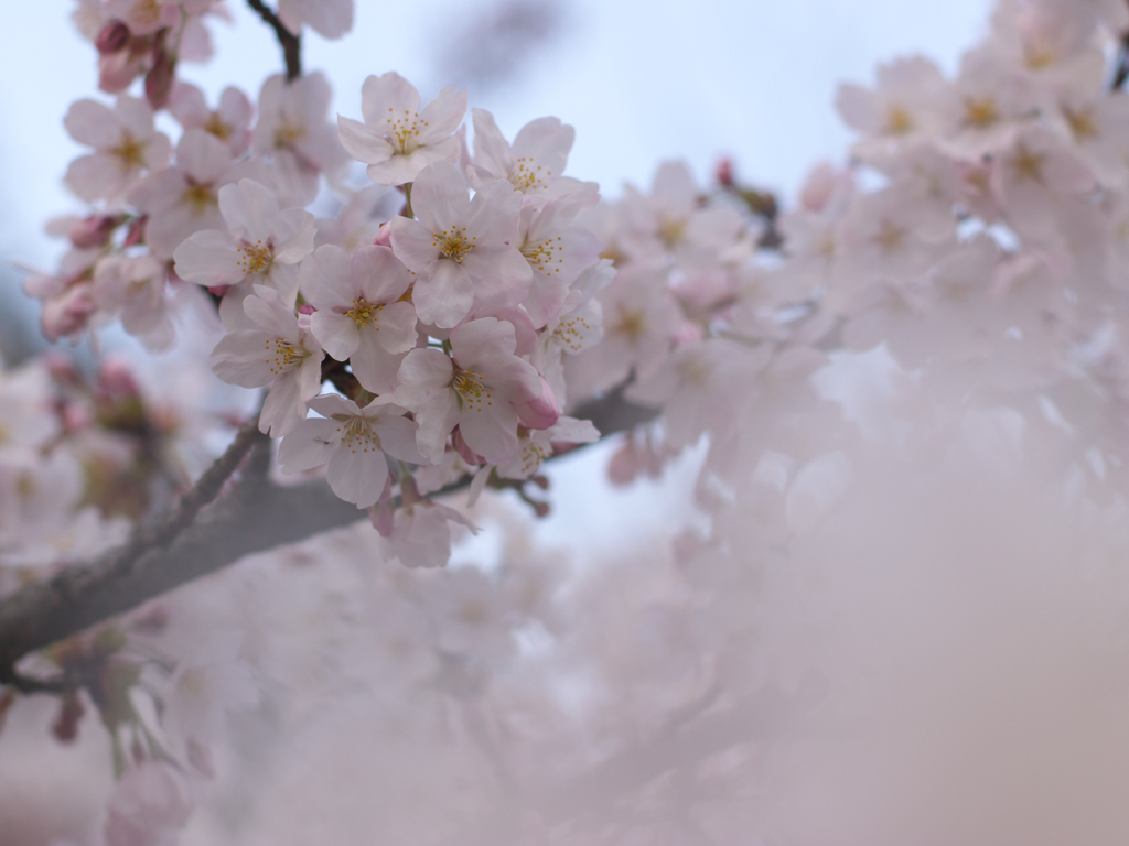 日本人の愛する花２