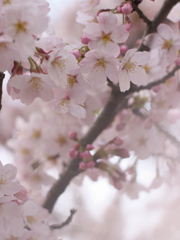 日本人の愛する花１