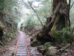 縄文杉への道